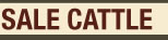 Sale Cattle